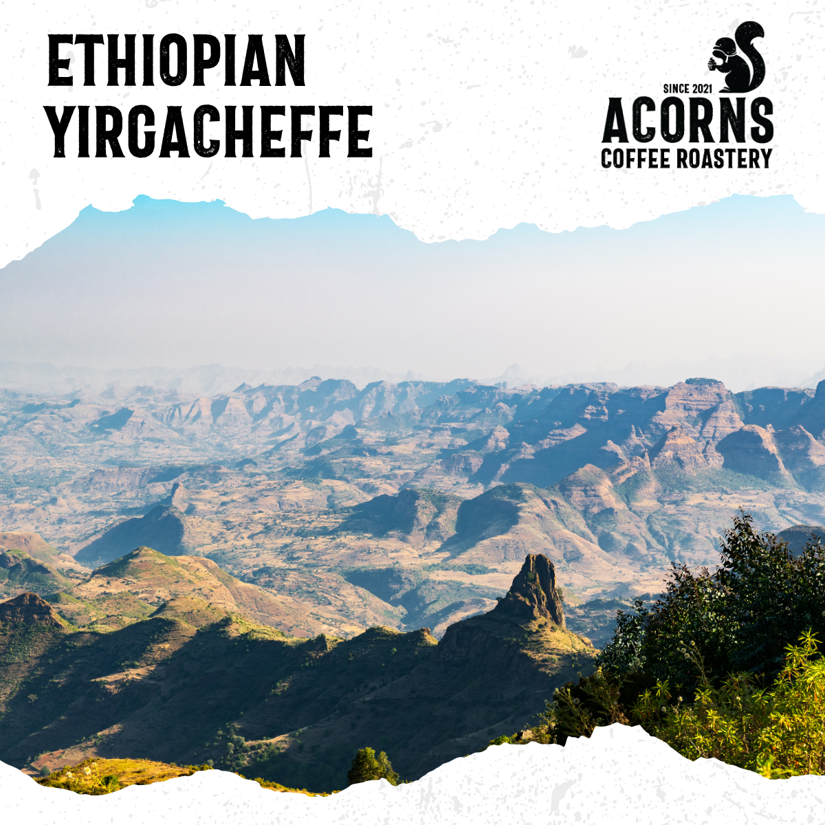Ethiopian Yirgacheffe Medium Roast