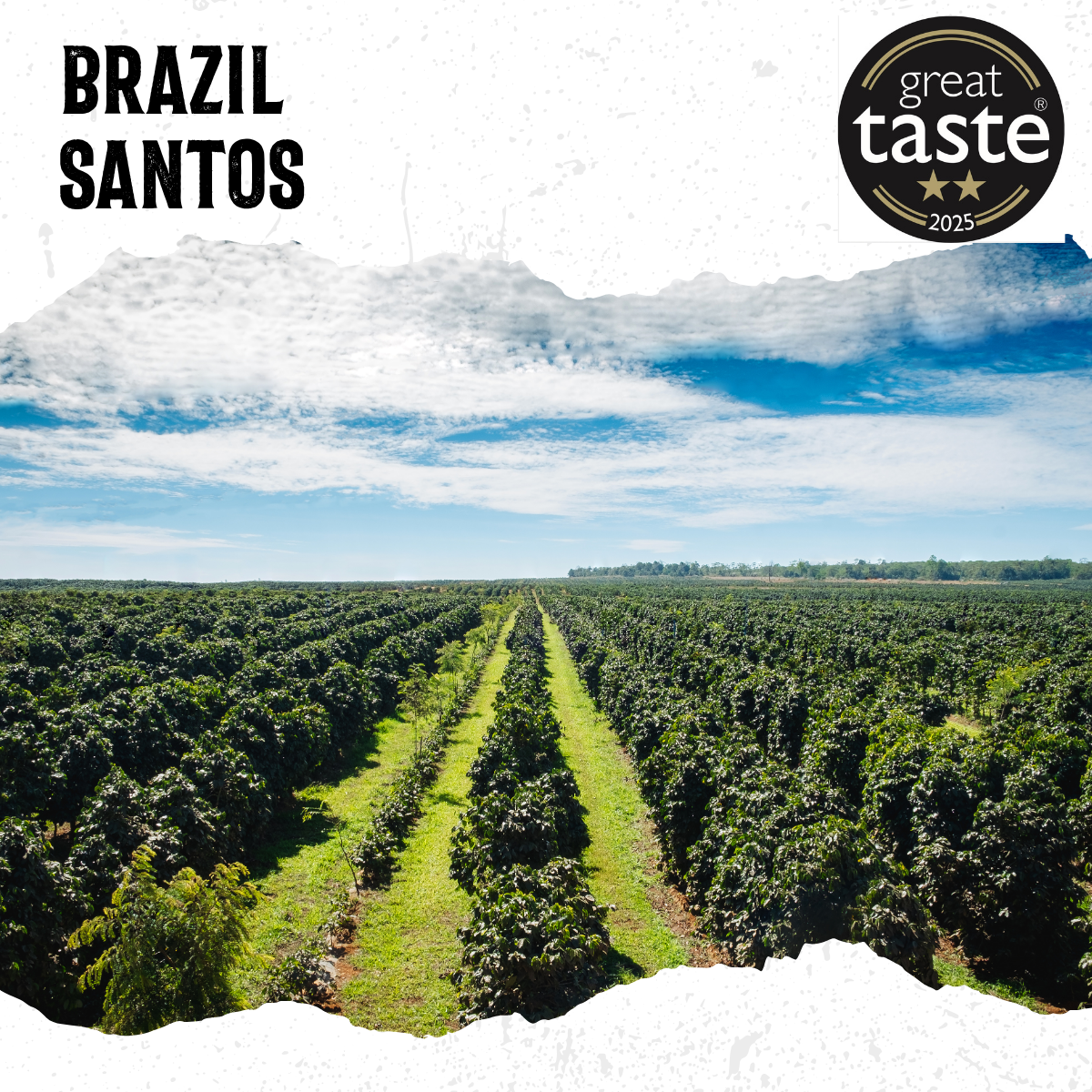 Brazil Santos Medium Roast